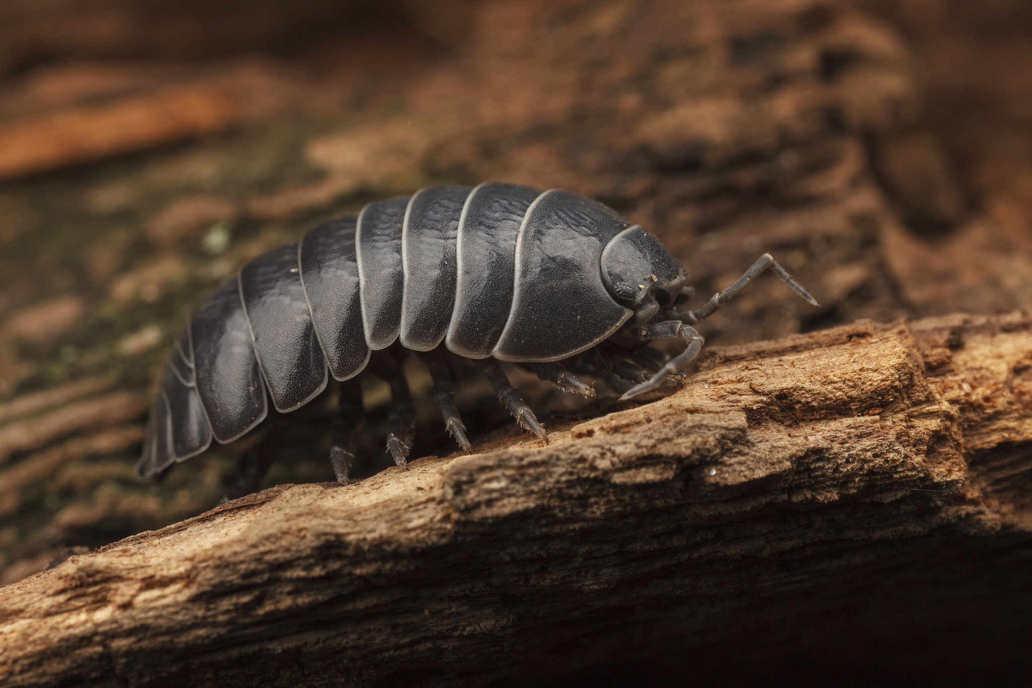 Canon EOS 5D Mark II + Canon MP-E 65mm F2.5 1-5x Macro Photo sample photo. Isopod (roly poly) photography