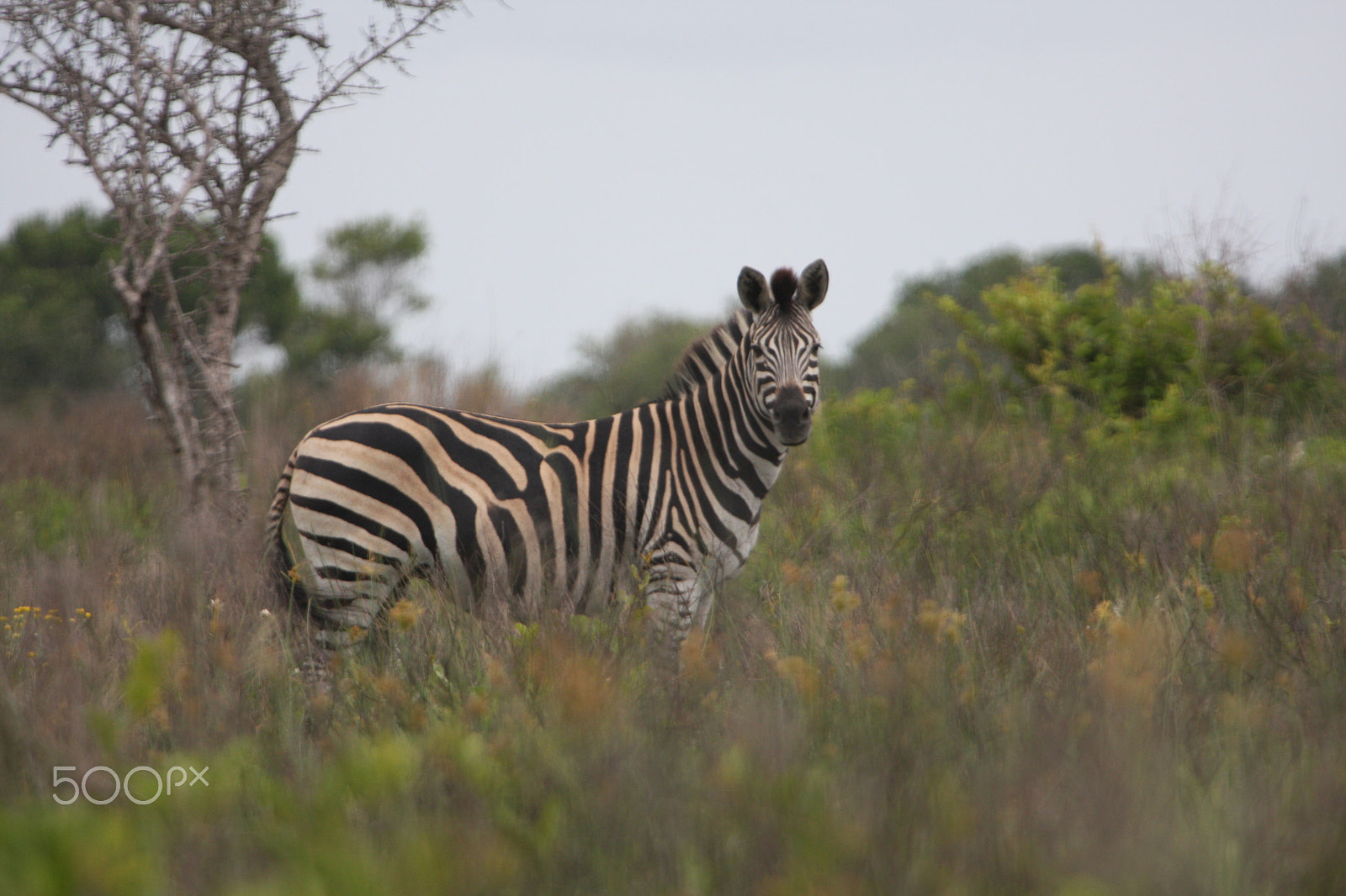 Canon EOS 40D + Canon EF 100-400mm F4.5-5.6L IS USM sample photo. Zebra photography