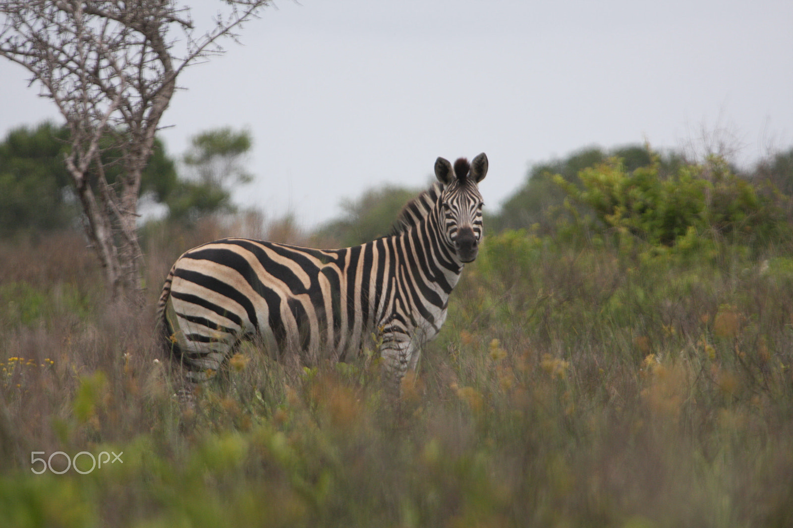 Canon EF 100-400mm F4.5-5.6L IS USM sample photo. Zebra photography