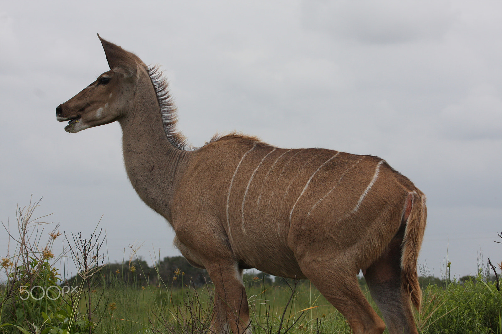 Canon EF 100-400mm F4.5-5.6L IS USM sample photo. Kudu doe photography