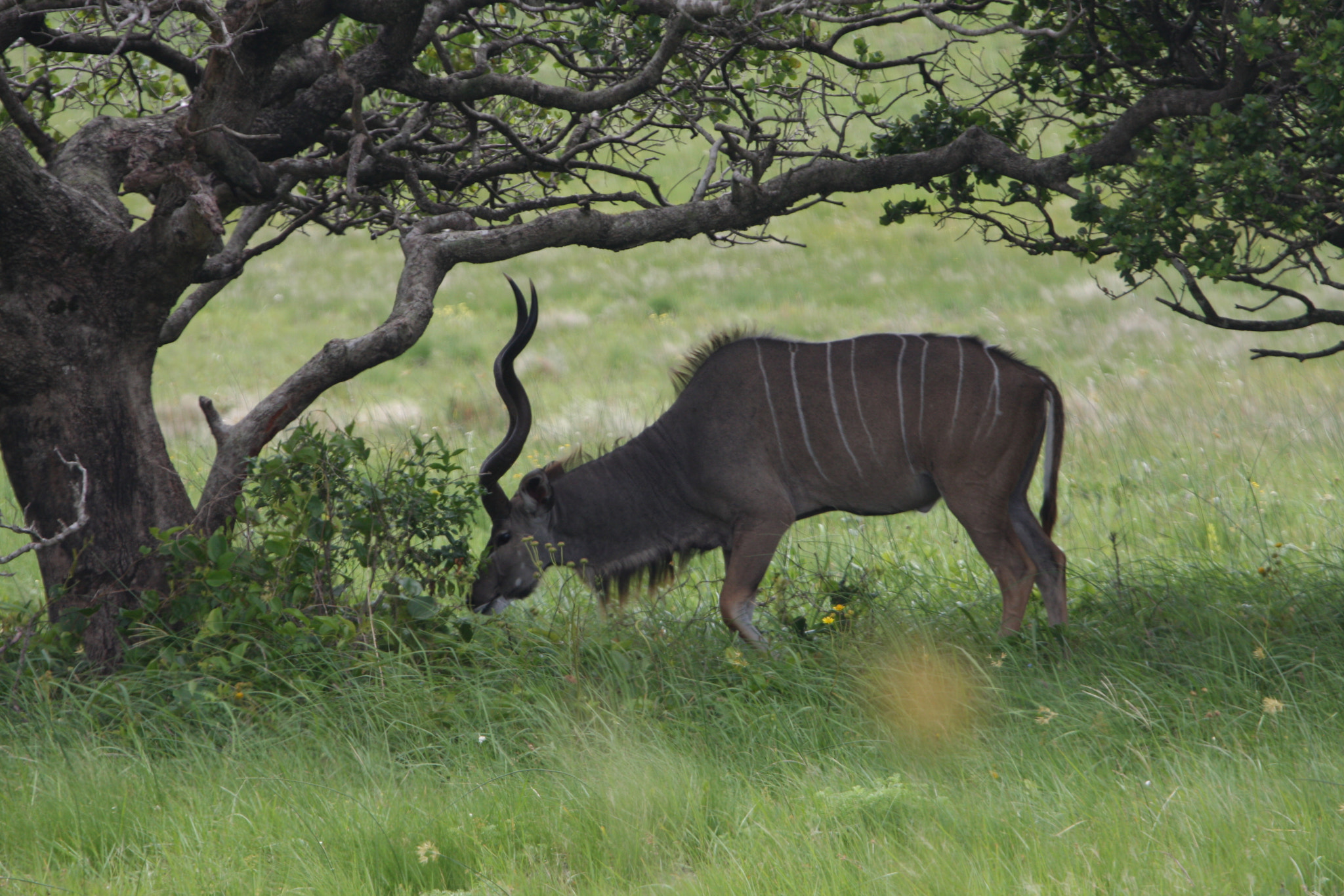 Canon EOS 40D + Canon EF 100-400mm F4.5-5.6L IS USM sample photo. Kudu bull photography