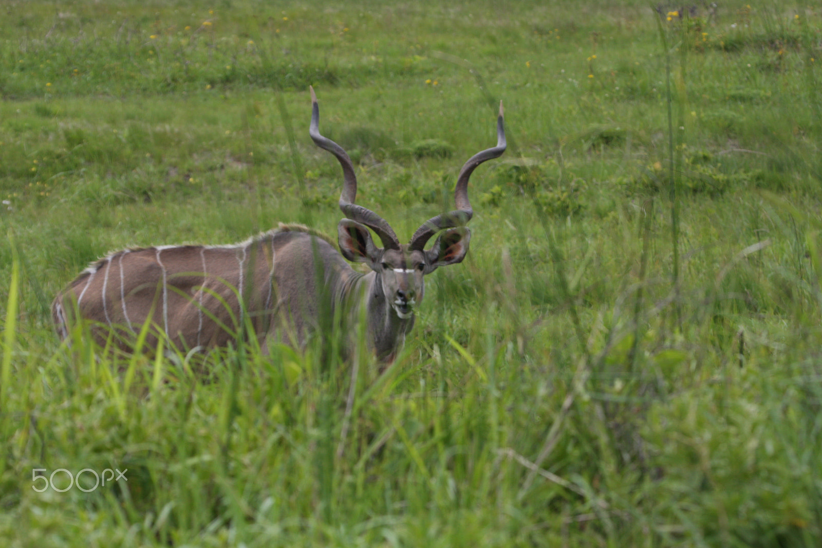 Canon EOS 40D sample photo. Kudu bull browsing photography