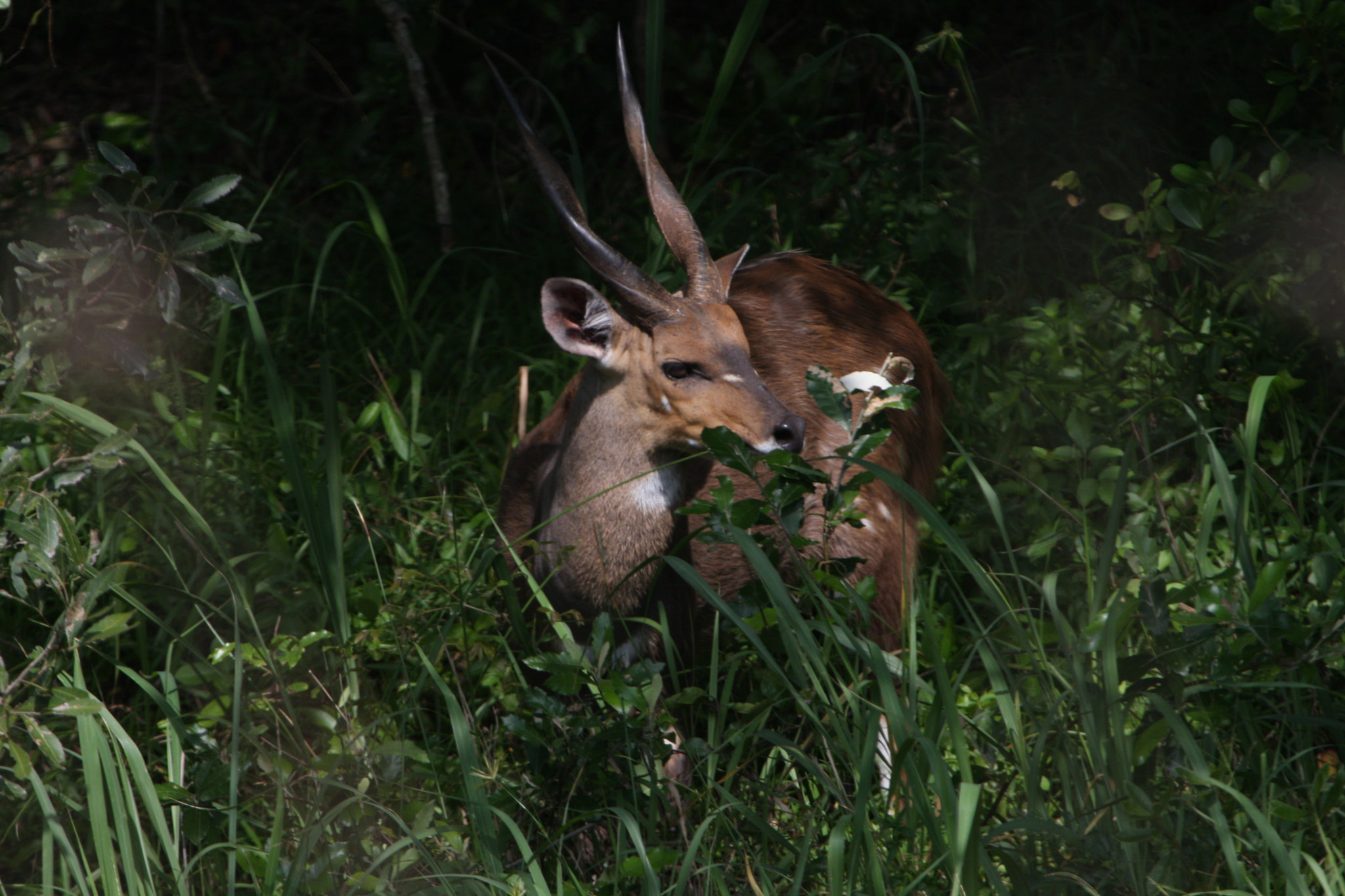 Canon EF 100-400mm F4.5-5.6L IS USM sample photo. Bushbuck photography