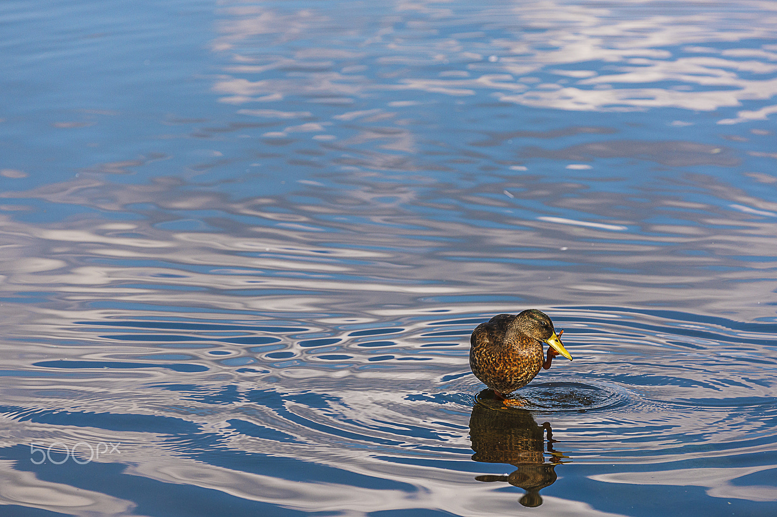 Canon EOS-1Ds Mark III sample photo. Picking a beak photography