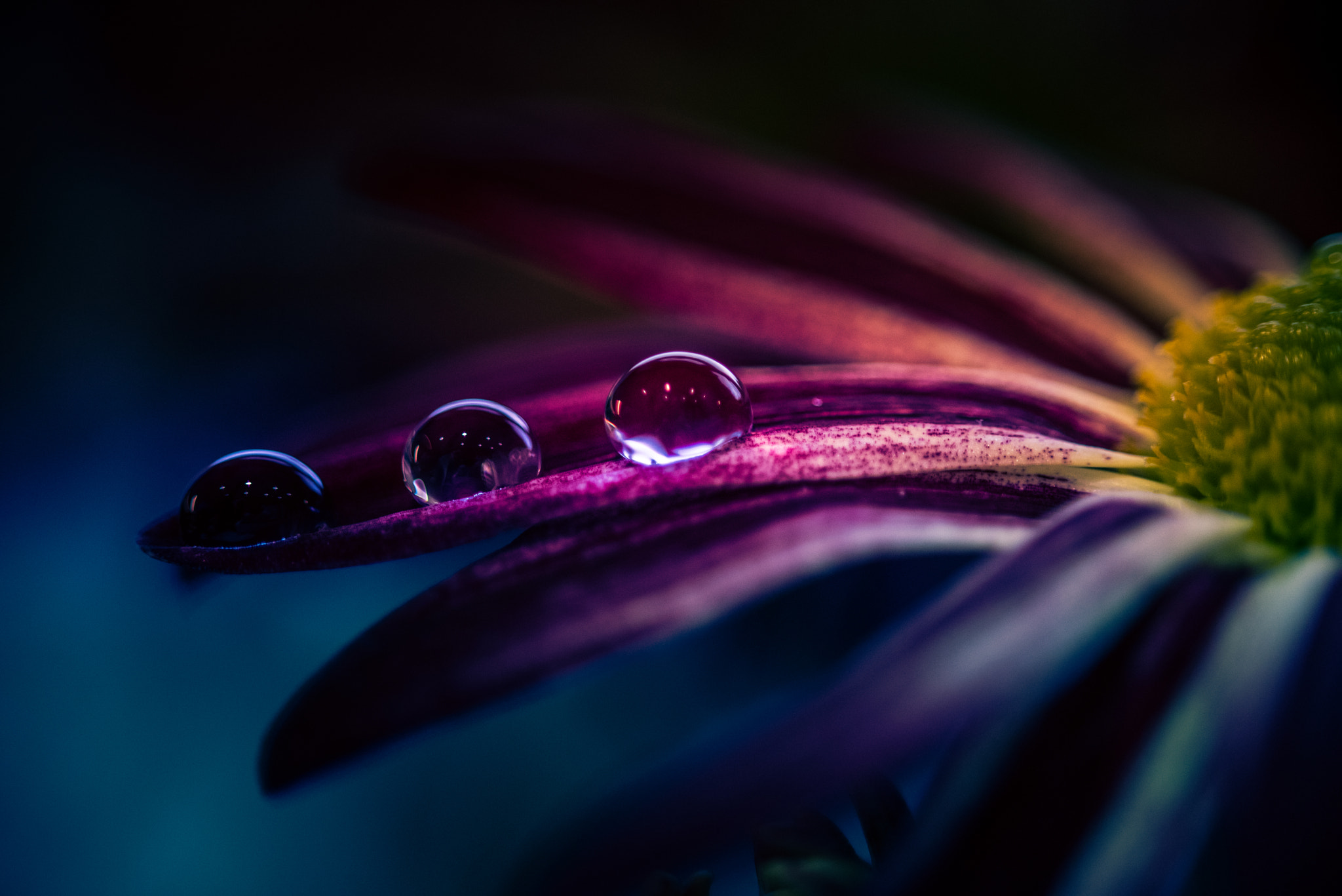 Nikon D810 + Sigma 105mm F2.8 EX DG OS HSM sample photo. Water droplets on a flower photography