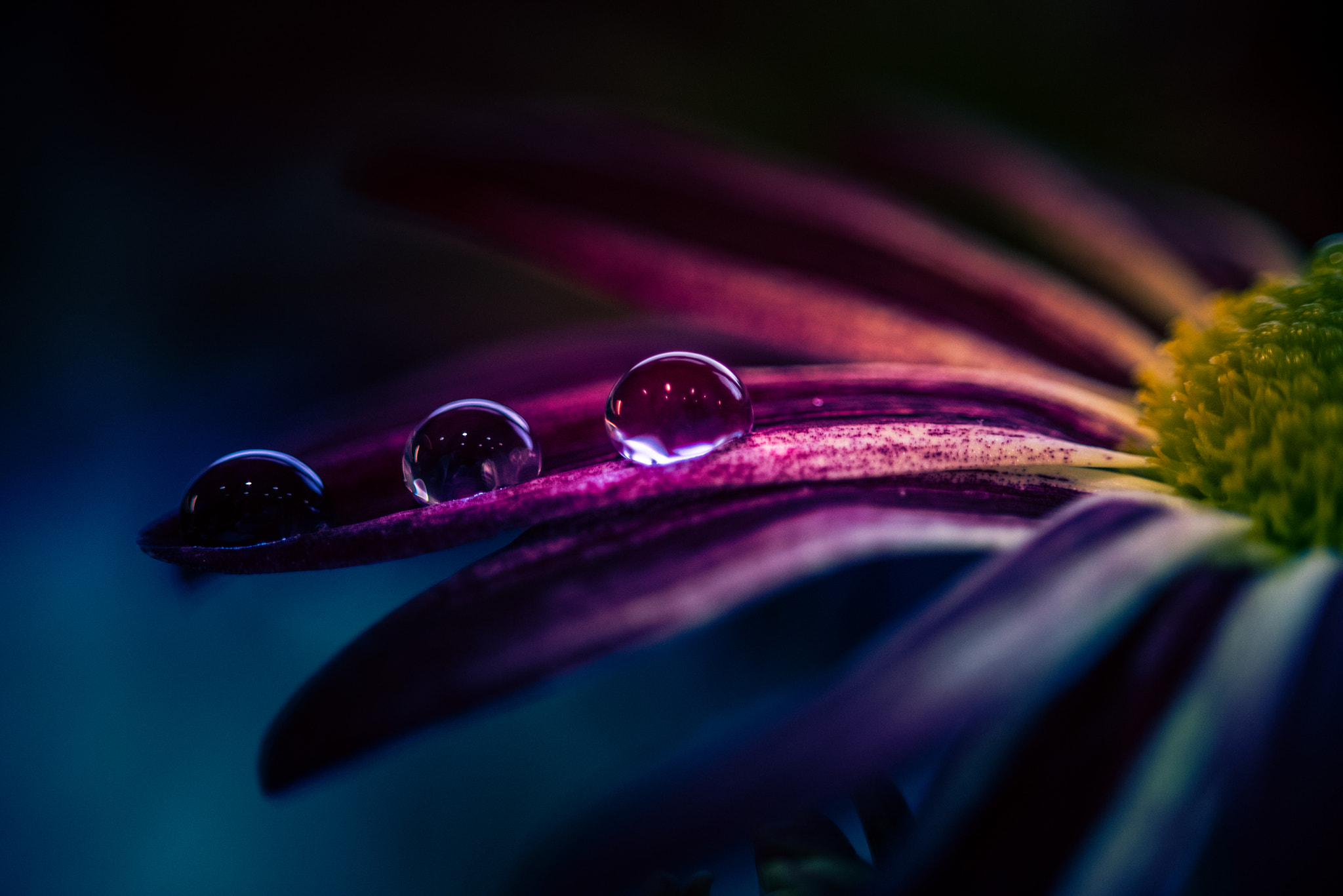 Sigma 105mm F2.8 EX DG OS HSM sample photo. Water droplets on a flower photography