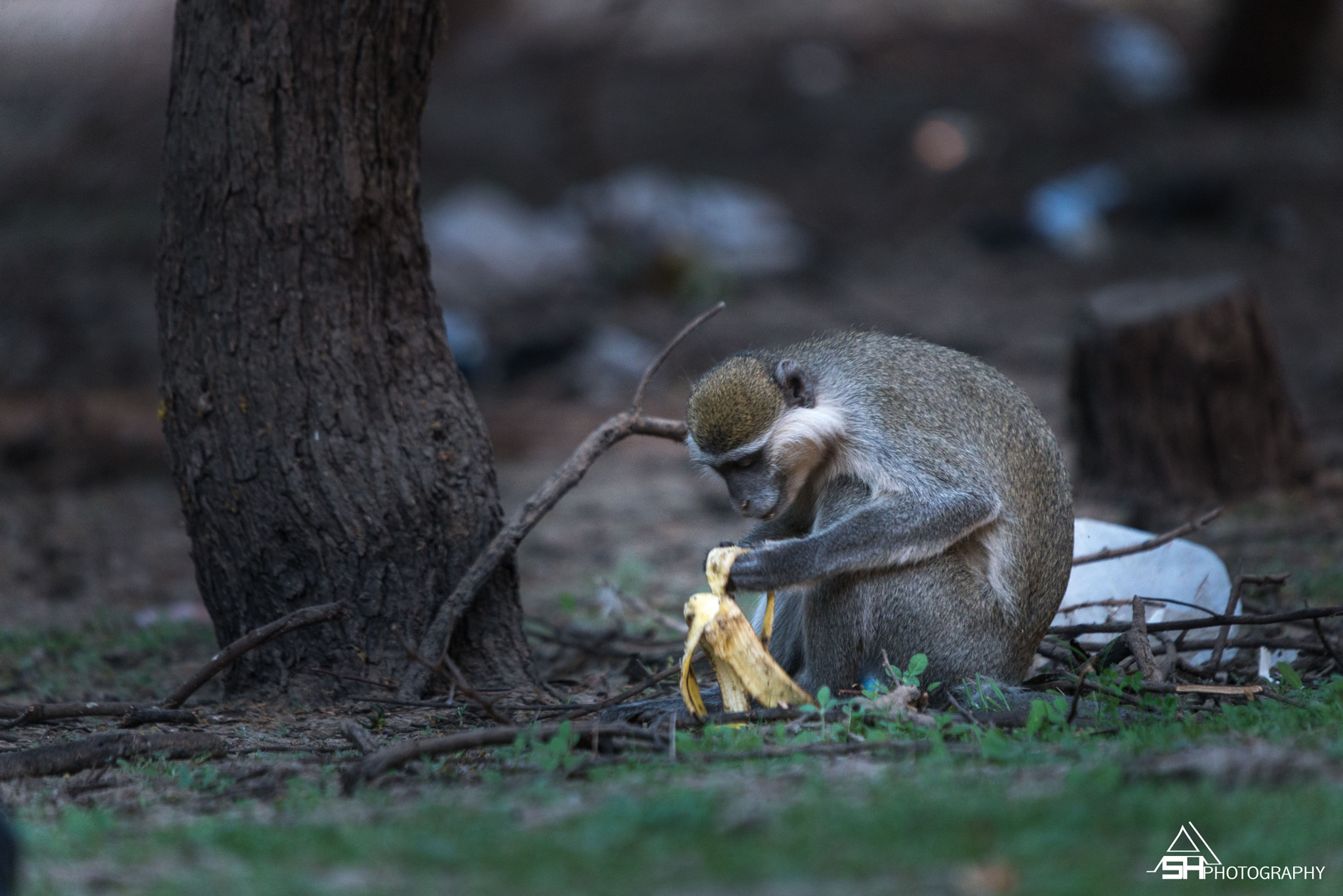 Nikon D600 sample photo. Monkey photography