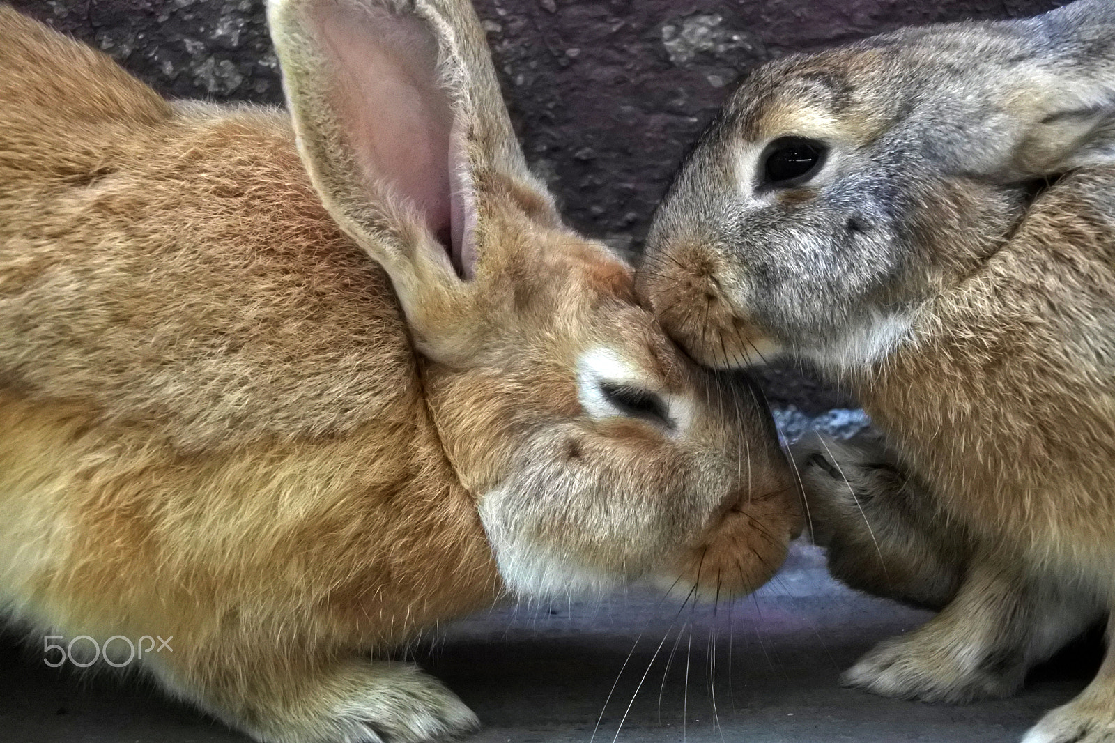 Nikon 1 J5 sample photo. Beso en la frente photography