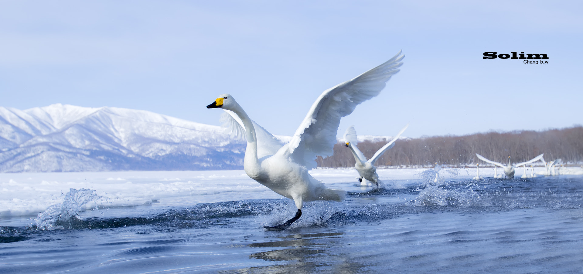 Canon EOS-1D X + Canon EF 16-35mm F2.8L USM sample photo. Whooper swan~~~ photography