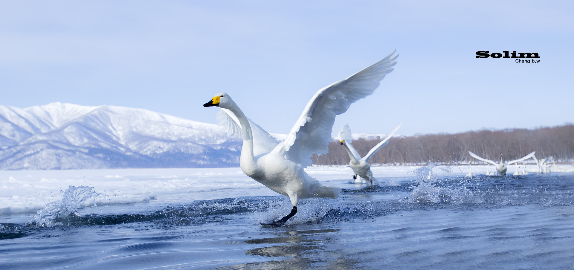 Canon EF 16-35mm F2.8L USM sample photo. Whooper swan~~~ photography
