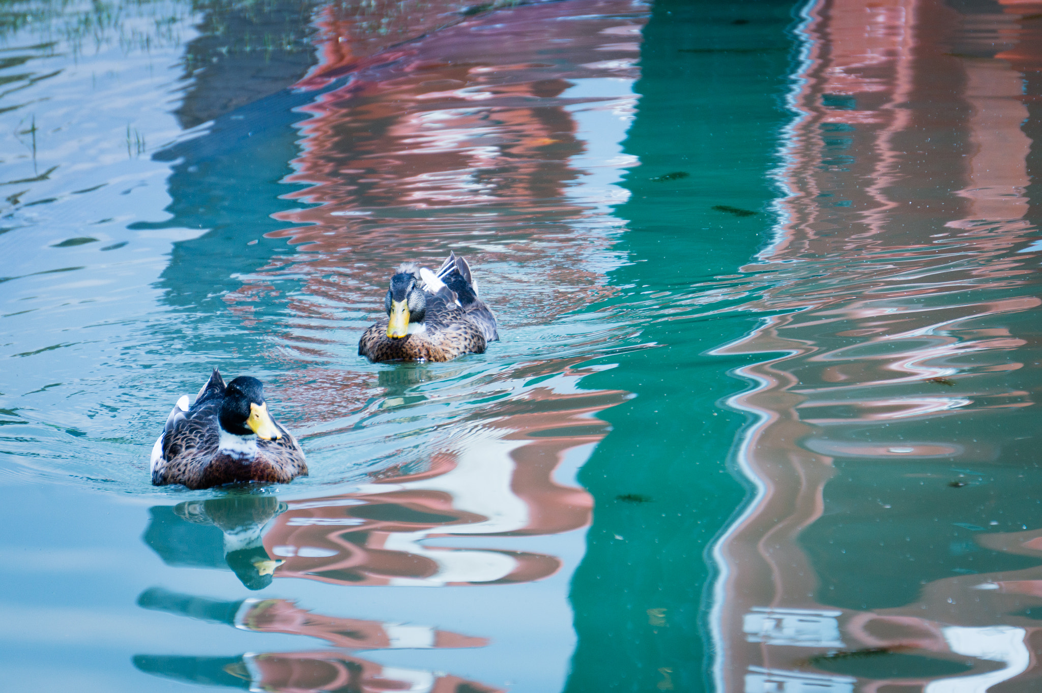 Sony Alpha a3000 sample photo. The lake ducks photography