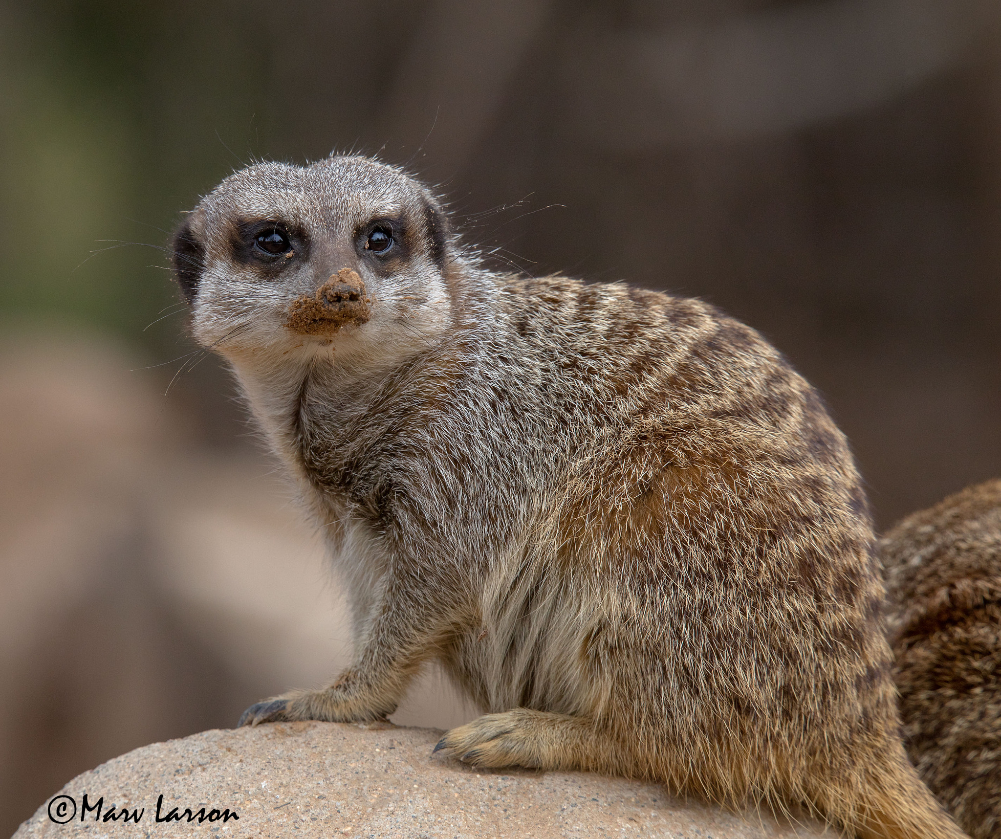 Tamron SP 150-600mm F5-6.3 Di VC USD sample photo