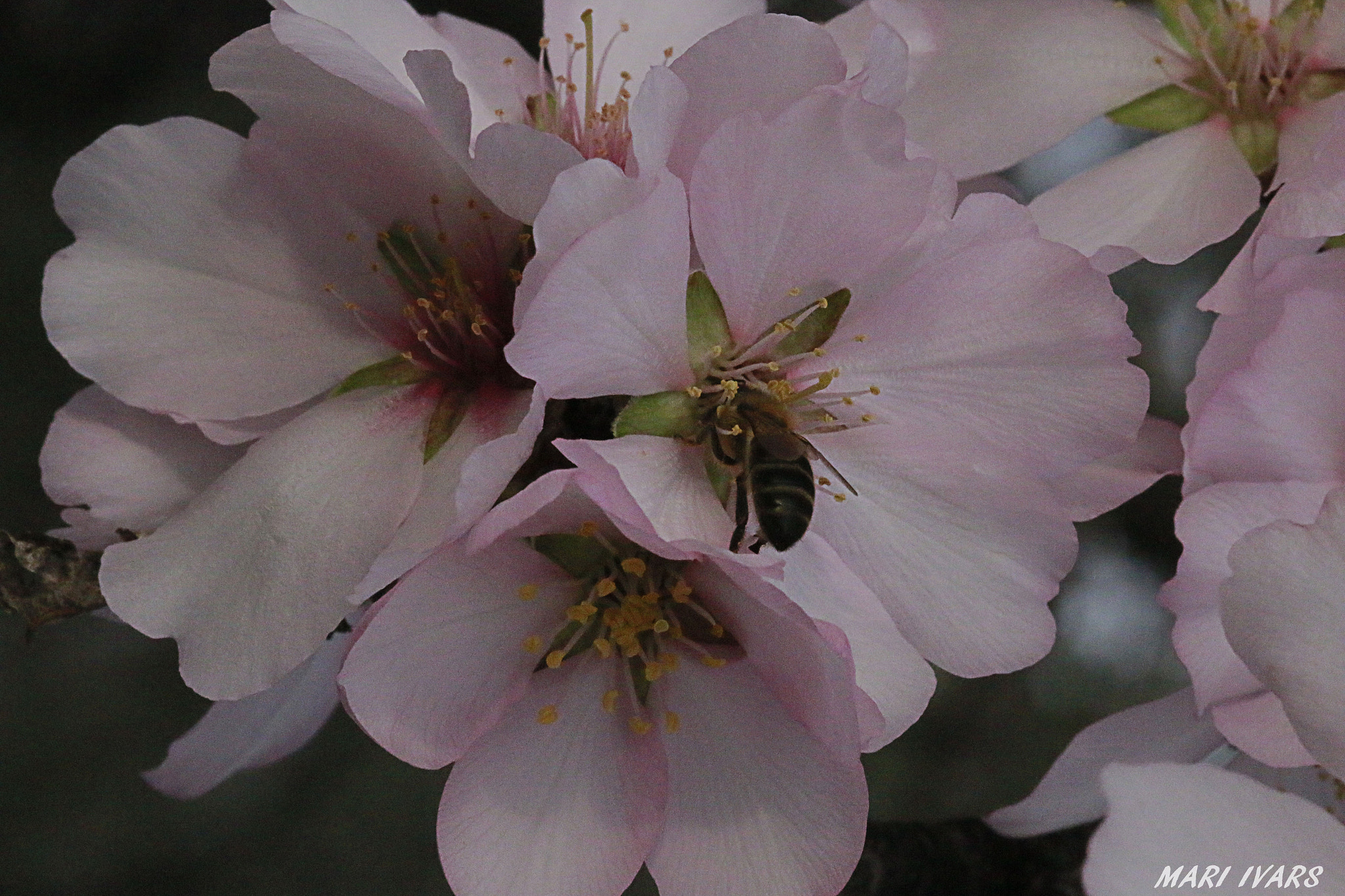 Sigma 105mm F2.8 EX DG Macro sample photo
