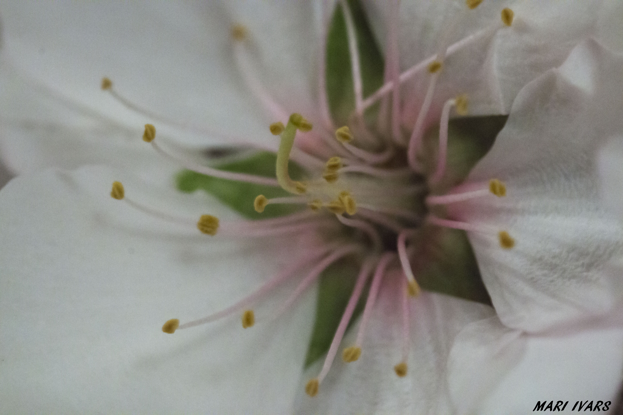 Sigma 105mm F2.8 EX DG Macro sample photo. Flor photography