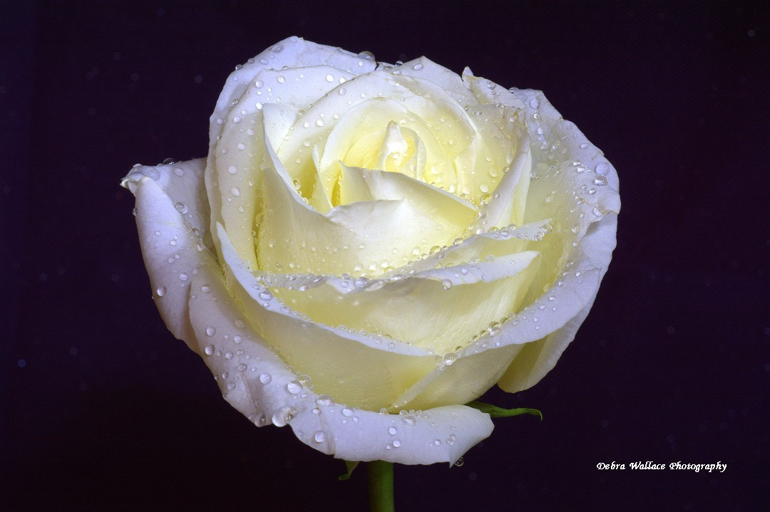 Nikon D7100 + Nikon AF Nikkor 105mm F2D DC sample photo. A torn white rose photography