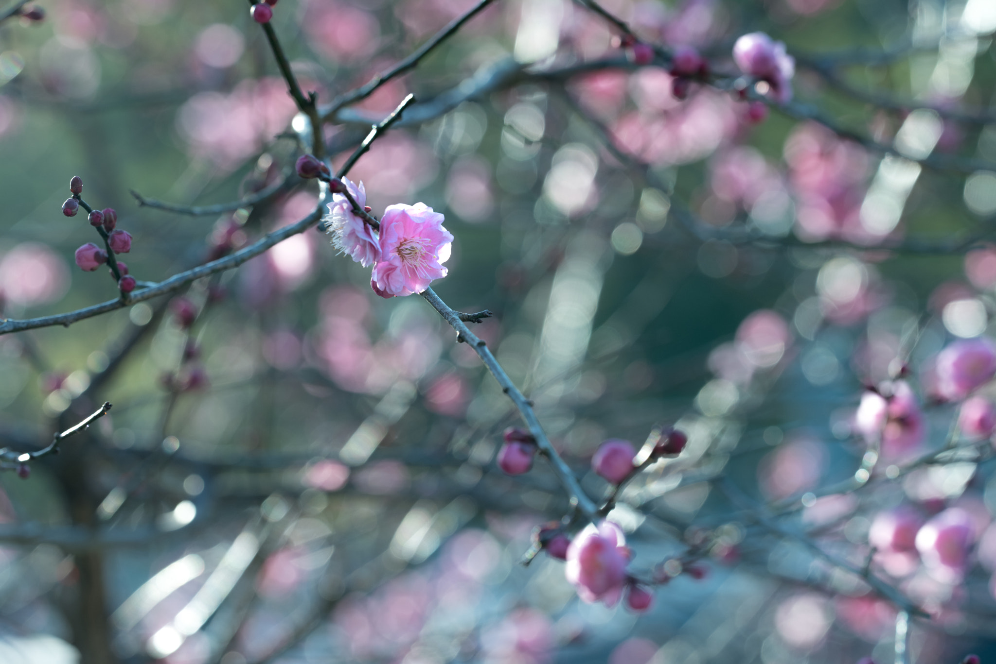 Sigma 150mm F2.8 EX DG OS Macro HSM sample photo. Plum blossom photography