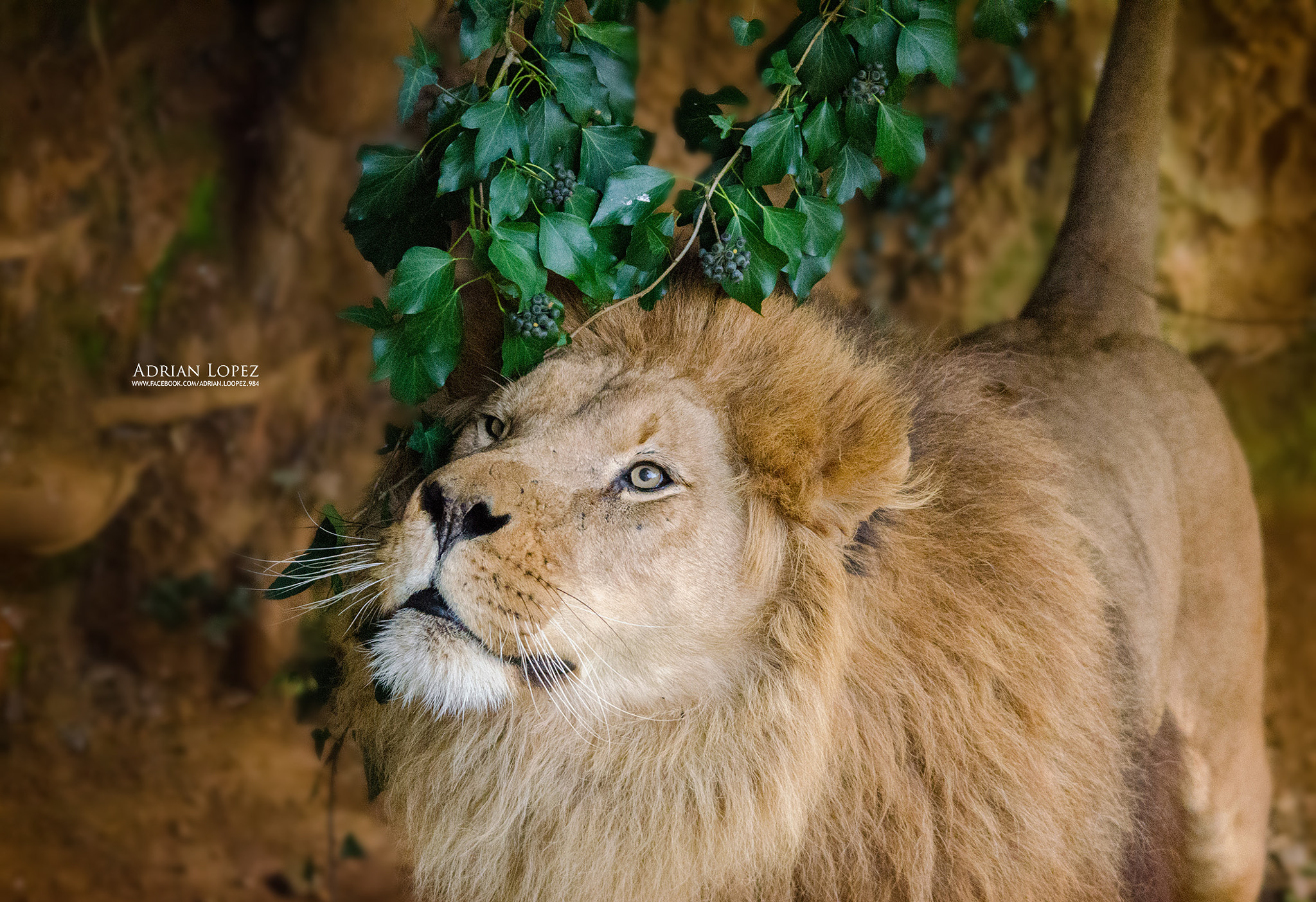 Nikon D5100 + Sigma 150-500mm F5-6.3 DG OS HSM sample photo. Lion photography