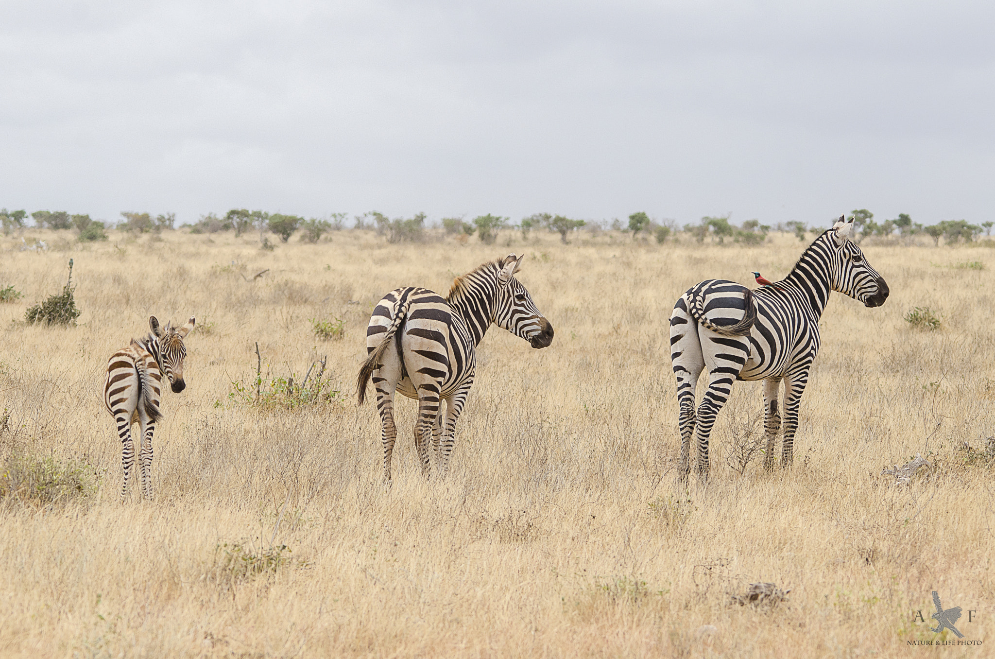 Sigma 150-500mm F5-6.3 DG OS HSM sample photo. 3 zebras photography