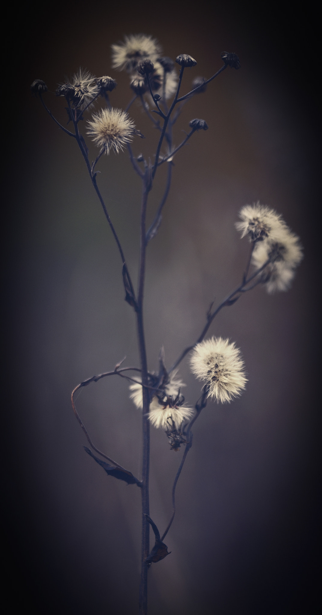Sigma APO Macro 150mm f/2.8 EX DG HSM sample photo. Frontier psychiatrist photography