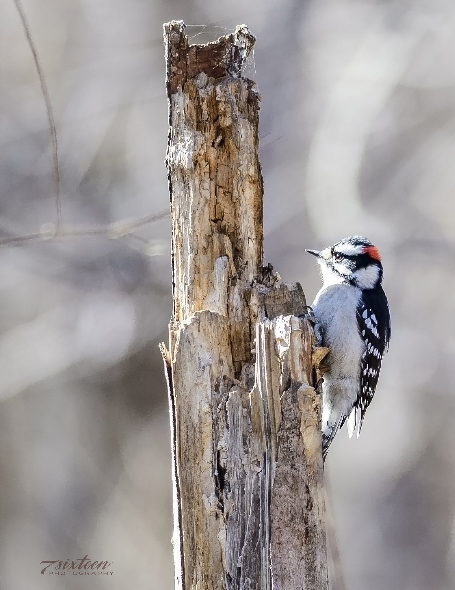 Nikon D500 + Nikon AF-S Nikkor 300mm F4D ED-IF sample photo. Woodpecker photography