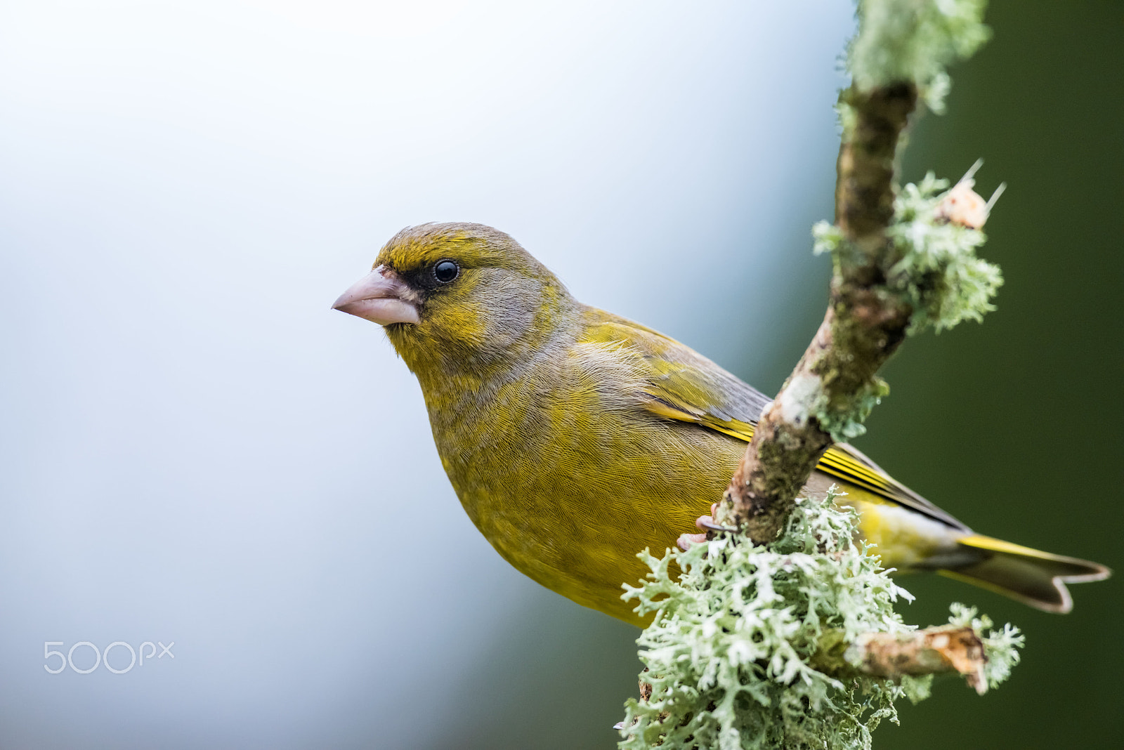 AF-S Nikkor 300mm f/2.8D IF-ED II sample photo. European greenfinch photography