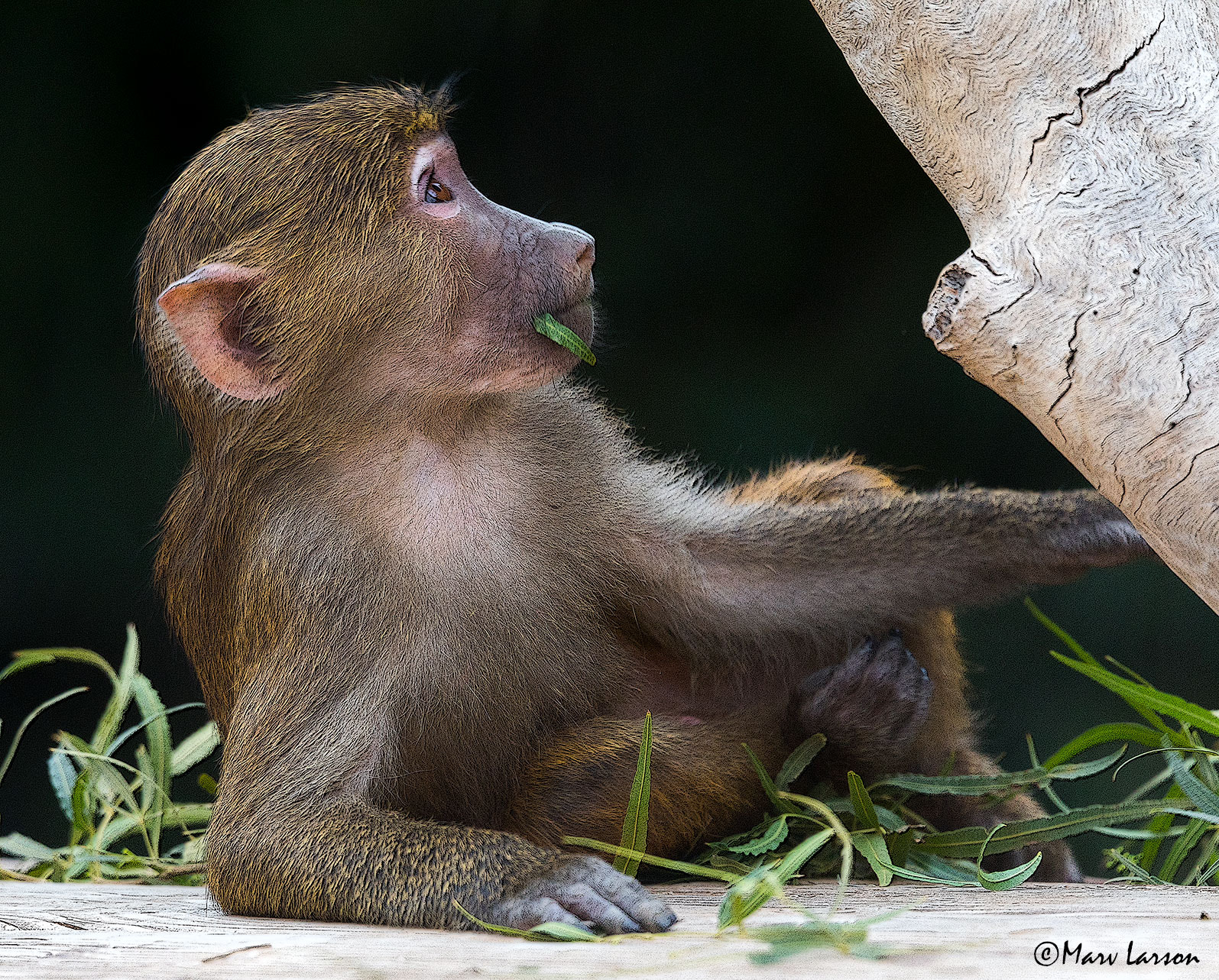 Tamron SP 150-600mm F5-6.3 Di VC USD sample photo. Ia photography