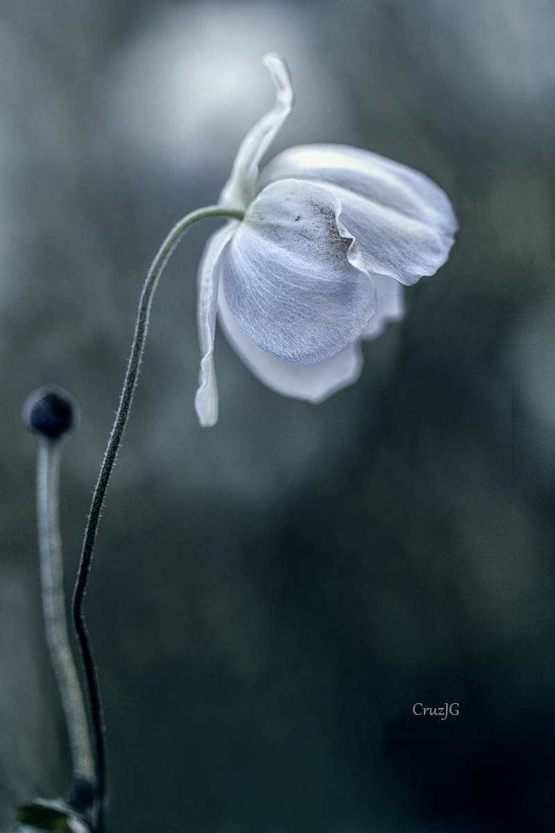 Canon EF 100mm F2.8 Macro USM sample photo. Anémonas photography