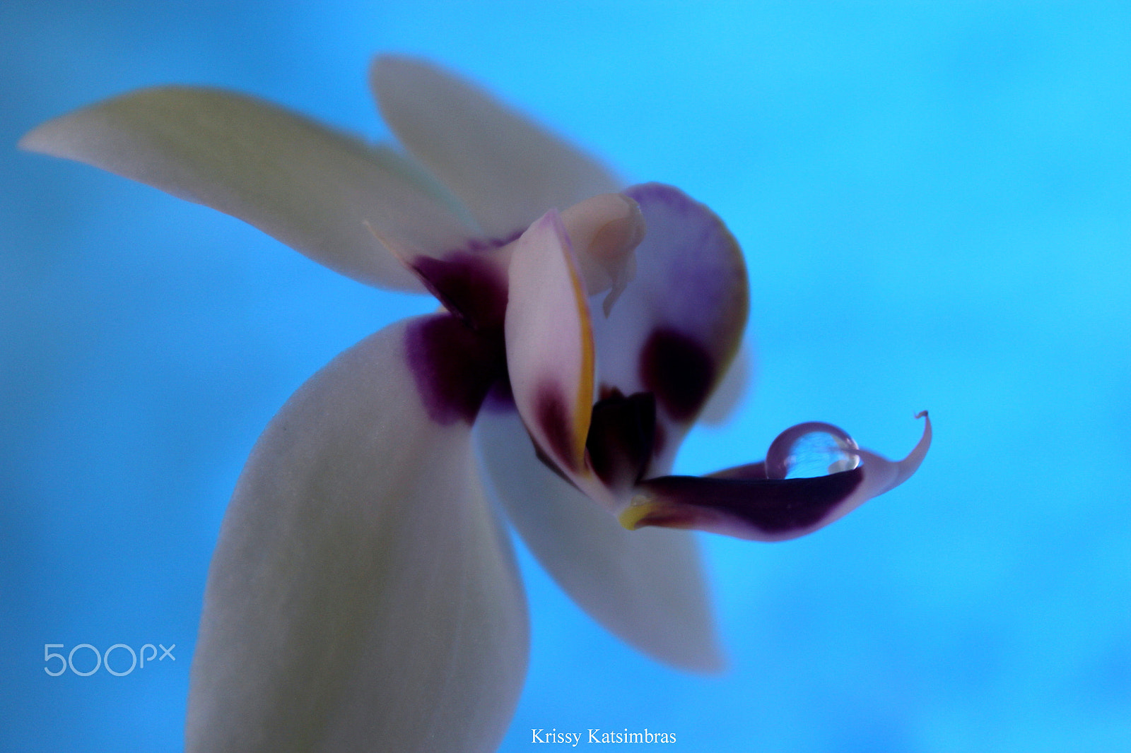 Canon EF-S 18-55mm F3.5-5.6 IS II sample photo. Holding on to magic photography