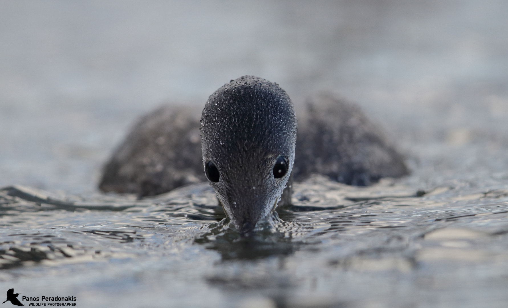 Canon EF 600mm F4L IS II USM sample photo. Red-throated diver-gavia stellata-Κηλιδοβούτι photography