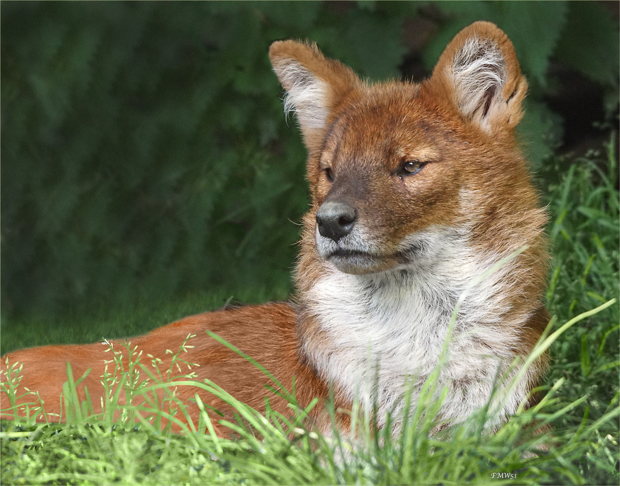 Sony ILCA-77M2 sample photo. Dhole photography