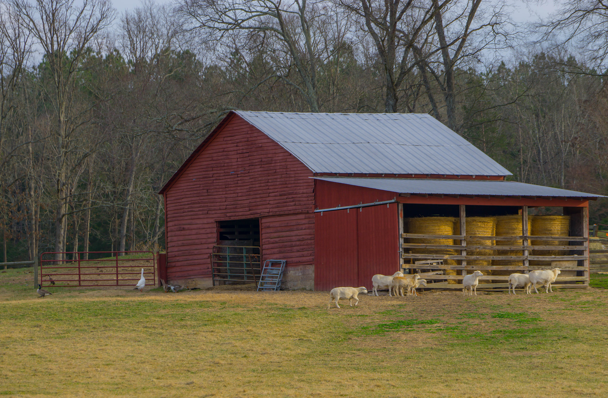 Sony a6000 + Sony FE 70-200mm F4 G OSS sample photo. Barn & goats photography