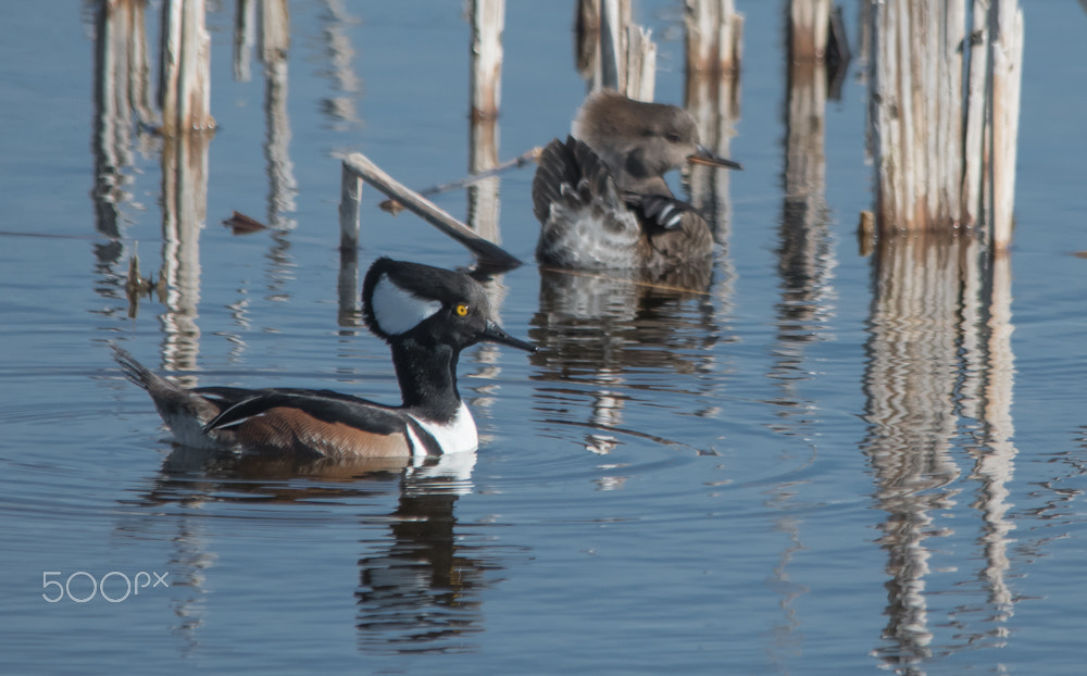 Nikon D500 + Sigma 150-500mm F5-6.3 DG OS HSM sample photo. Merganser pair photography