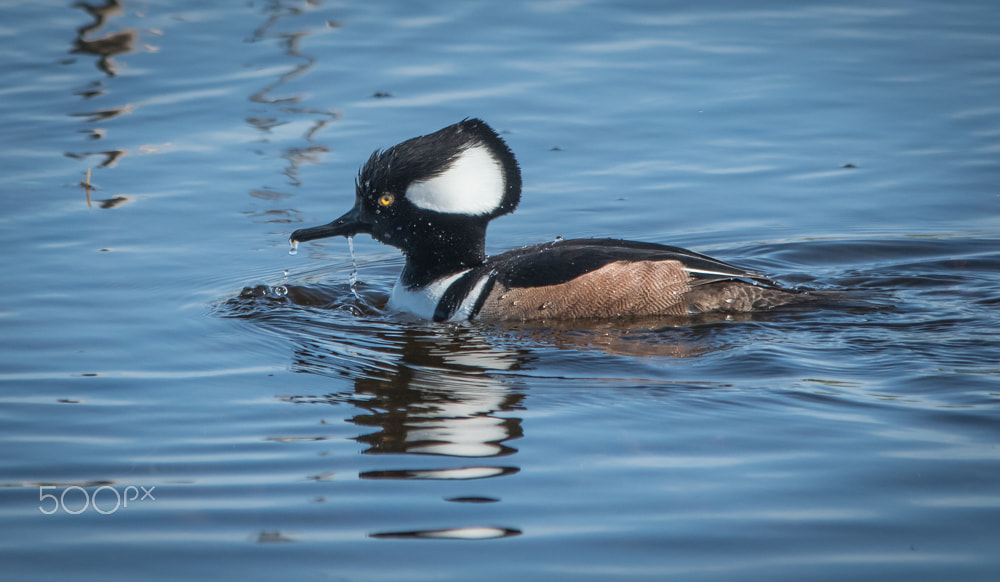 Sigma 150-500mm F5-6.3 DG OS HSM sample photo. Drake photography