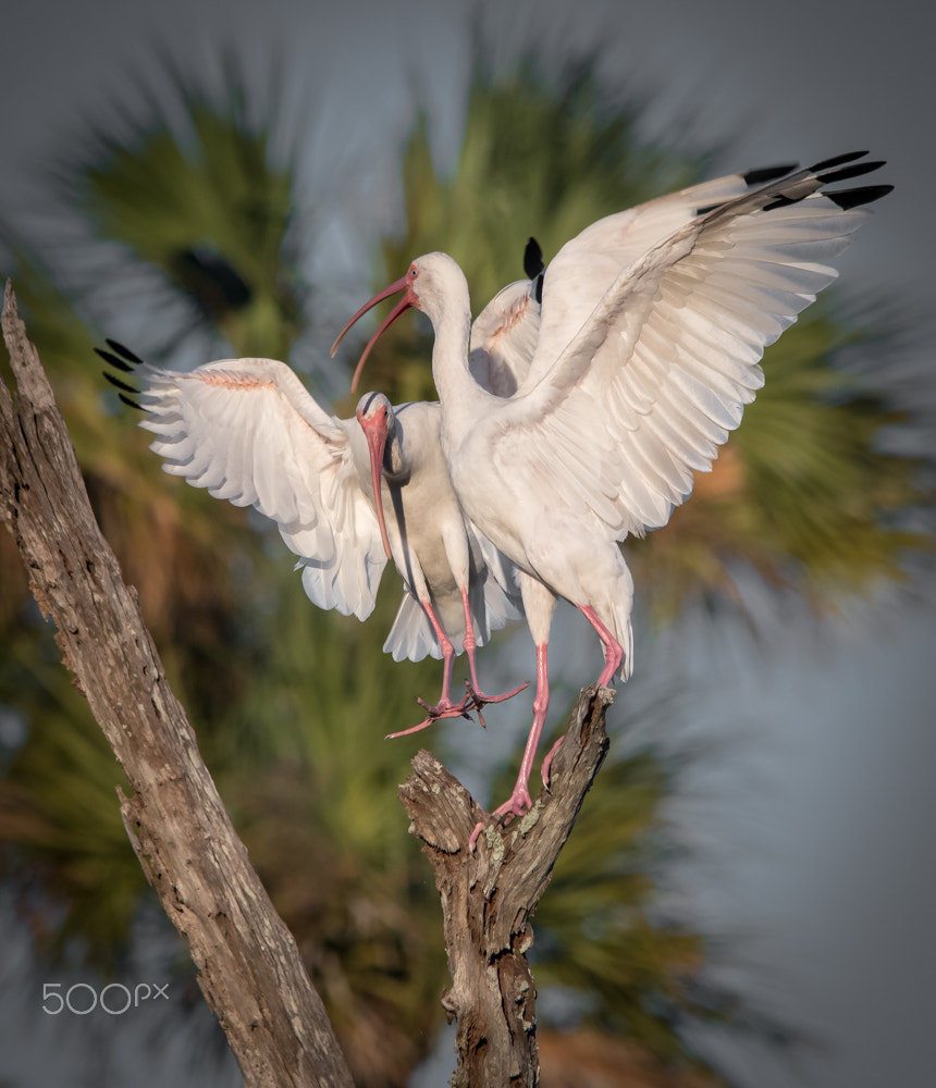 Sigma 150-500mm F5-6.3 DG OS HSM sample photo. Ibis fight photography