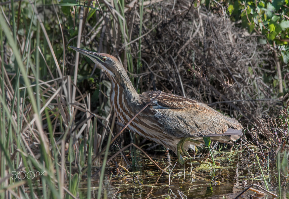 Sigma 150-500mm F5-6.3 DG OS HSM sample photo. American bittern photography