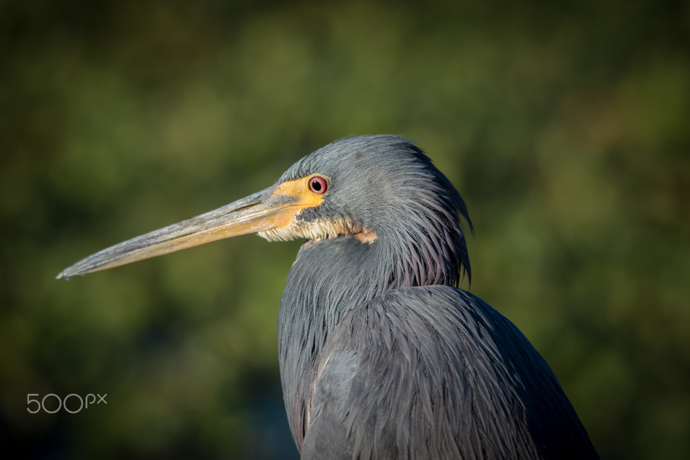 Sigma 150-500mm F5-6.3 DG OS HSM sample photo. Tri-colored heron photography