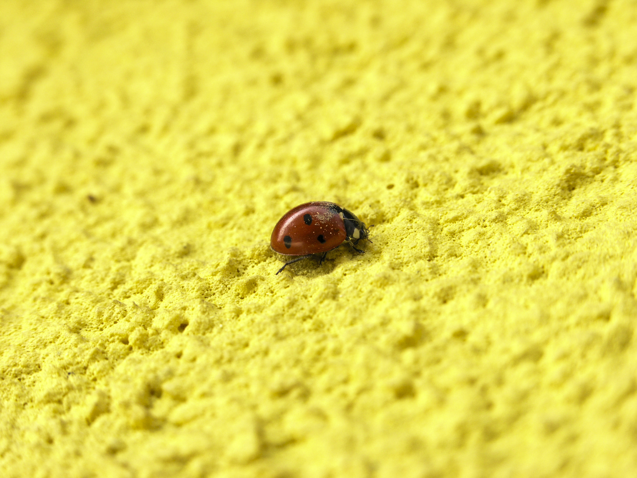 Olympus C8080WZ sample photo. Yellow and red - laybird on the deck photography