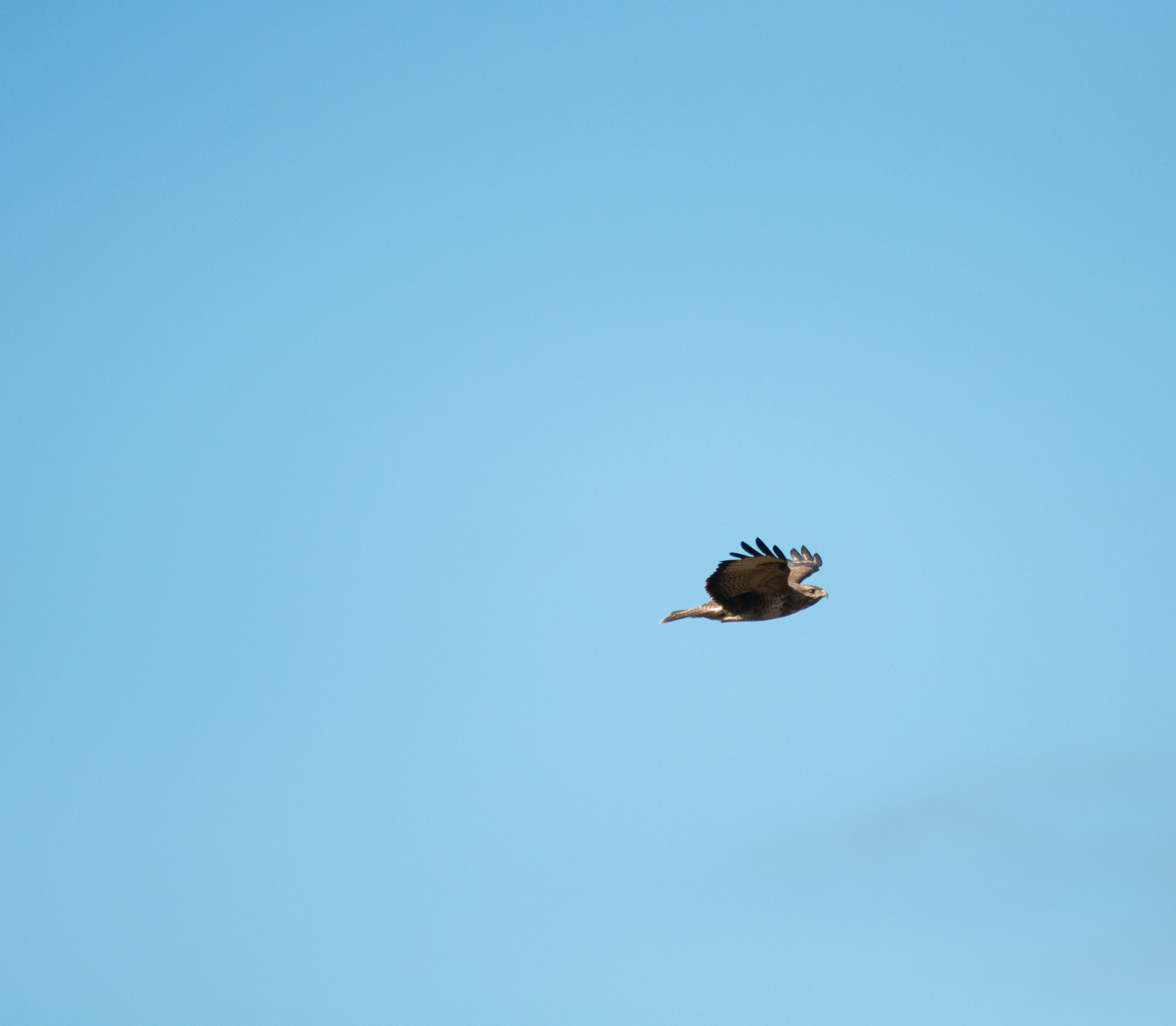 Sigma 70-300mm F4-5.6 APO DG Macro sample photo. Buzzard photography