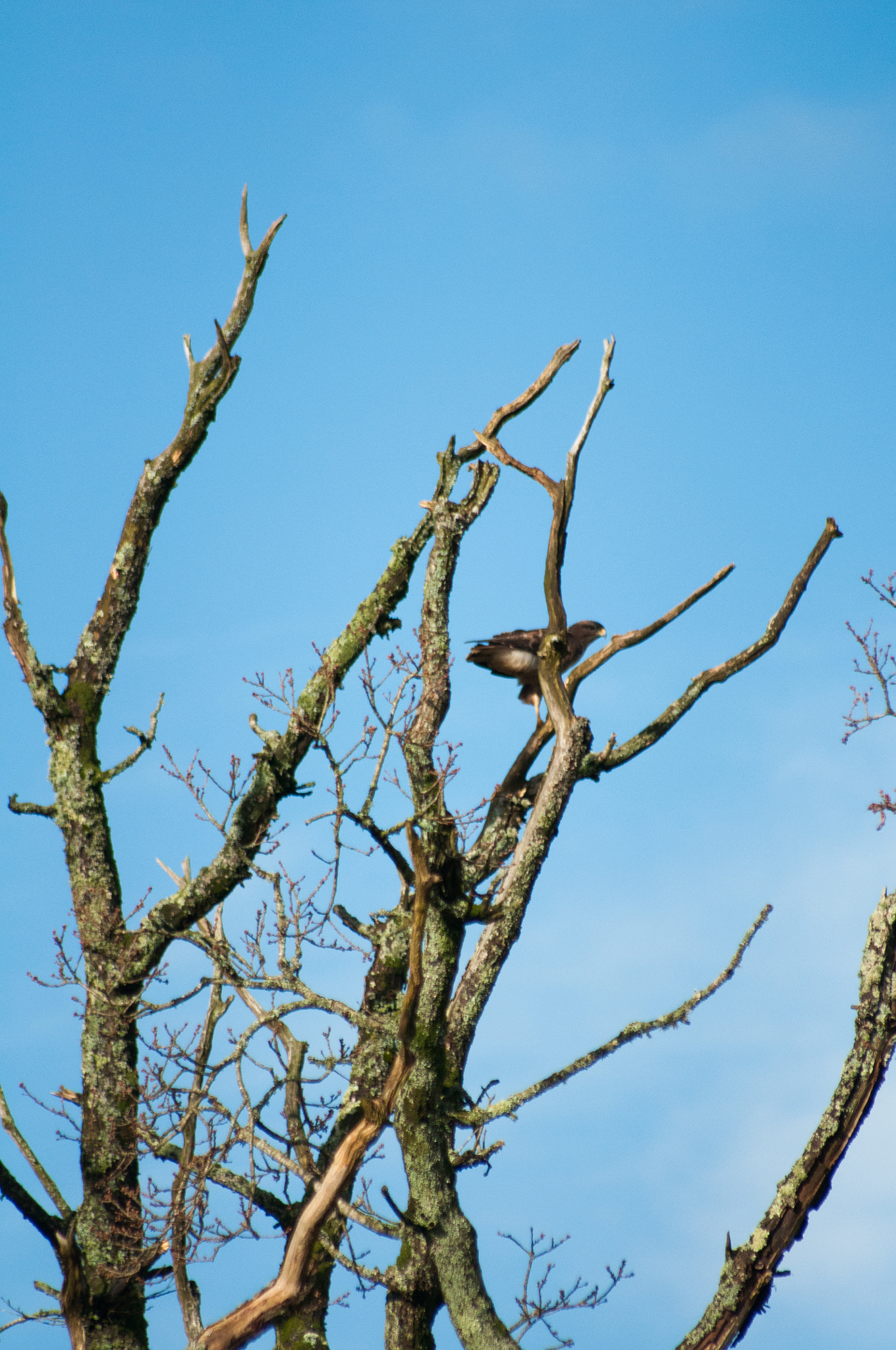 Sigma 70-300mm F4-5.6 APO DG Macro sample photo. Buzzard photography