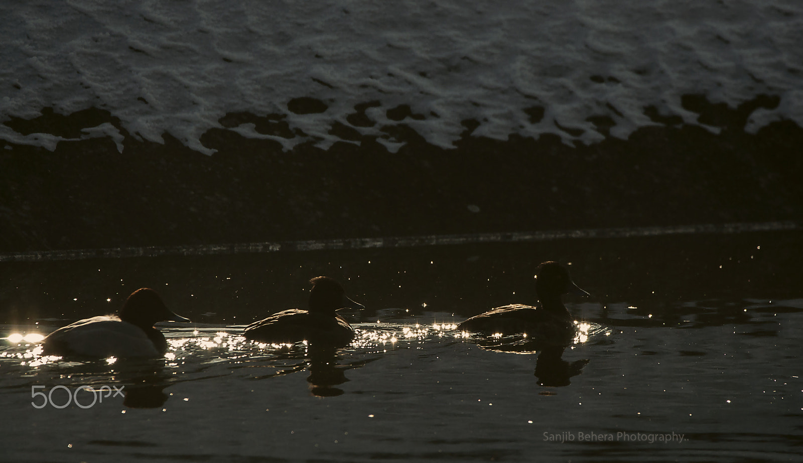 Sigma 150-600mm F5-6.3 DG OS HSM | C sample photo. Birds in treasure land... photography