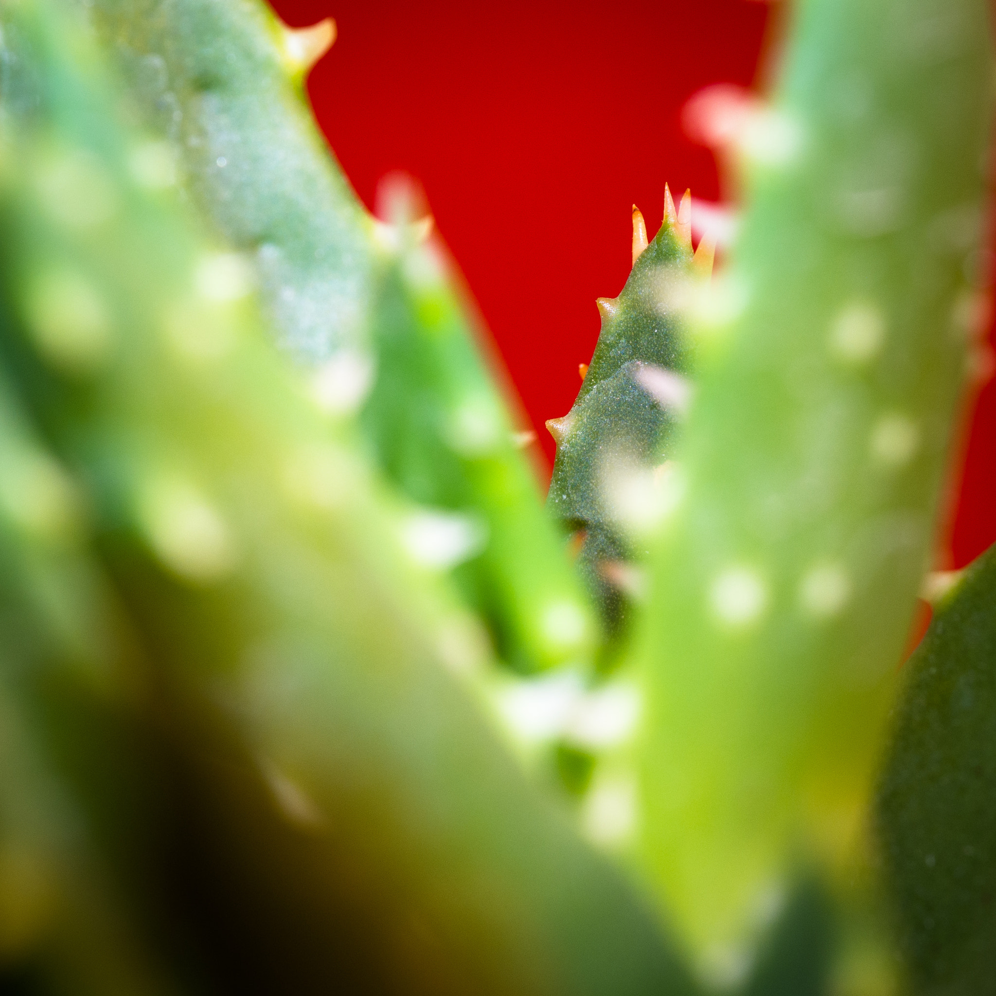 Olympus M.Zuiko Digital ED 60mm F2.8 Macro sample photo. Kaktus photography