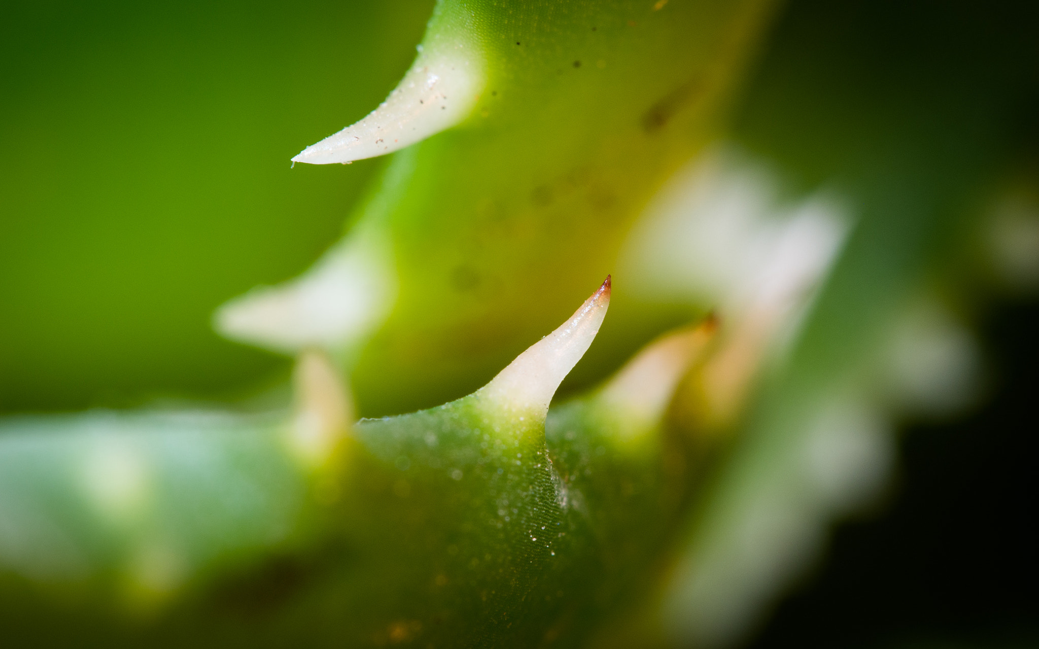 Olympus M.Zuiko Digital ED 60mm F2.8 Macro sample photo. Kaktus photography