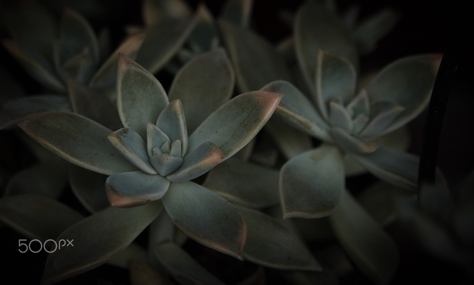 Canon EF-S 55-250mm F4-5.6 IS STM sample photo. More succulents photography