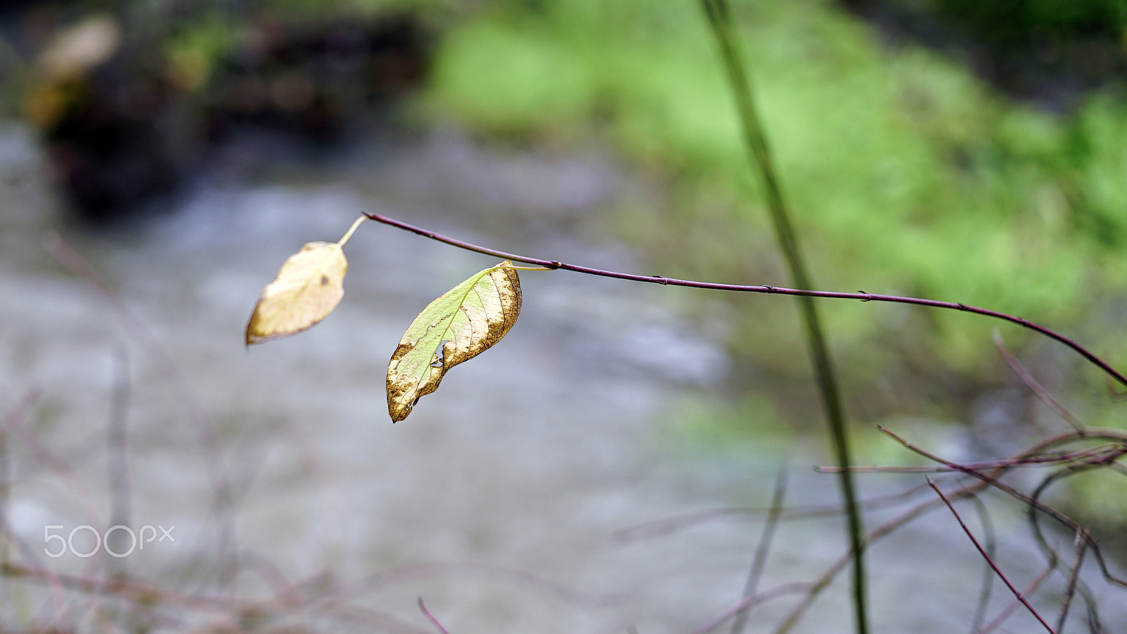 Sony a7S II + Sony FE 85mm F1.4 GM sample photo. The more that you take, the less you get back photography