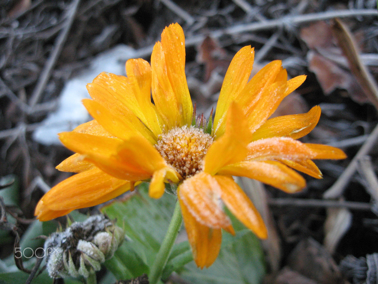 Canon POWERSHOT A560 sample photo. Frosted yellow flower photography