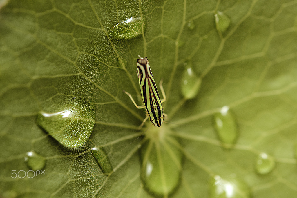 Nikon AF-S Micro-Nikkor 60mm F2.8G ED sample photo. Inseto milimetricamente pequeno photography