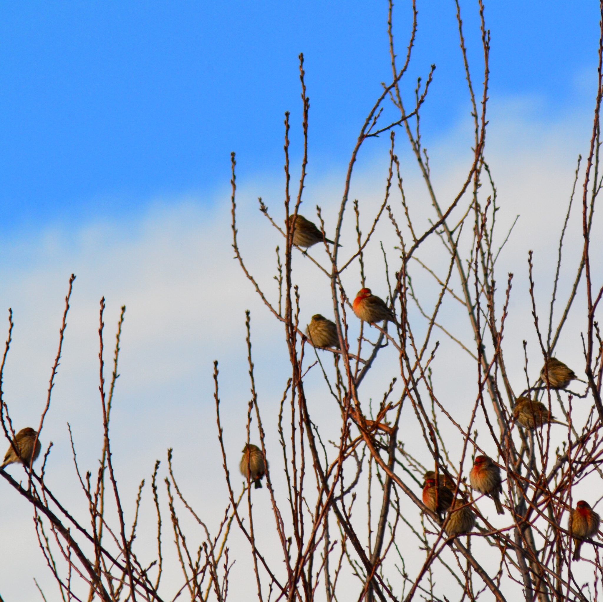 Nikon D7000 + AF Nikkor 50mm f/1.8 sample photo. Redpoll lecture photography