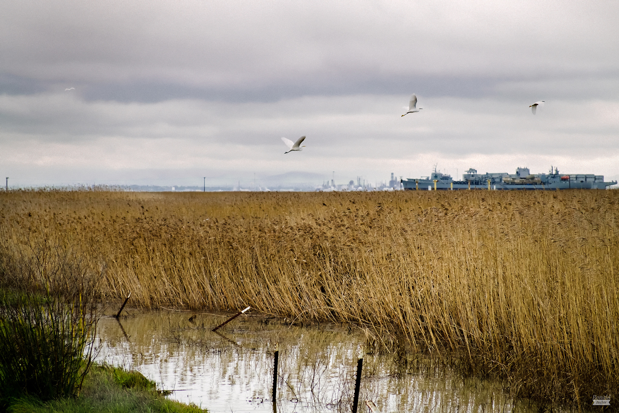 Fujifilm X-Pro1 + Fujifilm XF 18-55mm F2.8-4 R LM OIS sample photo. Seeking shelter from the storm photography