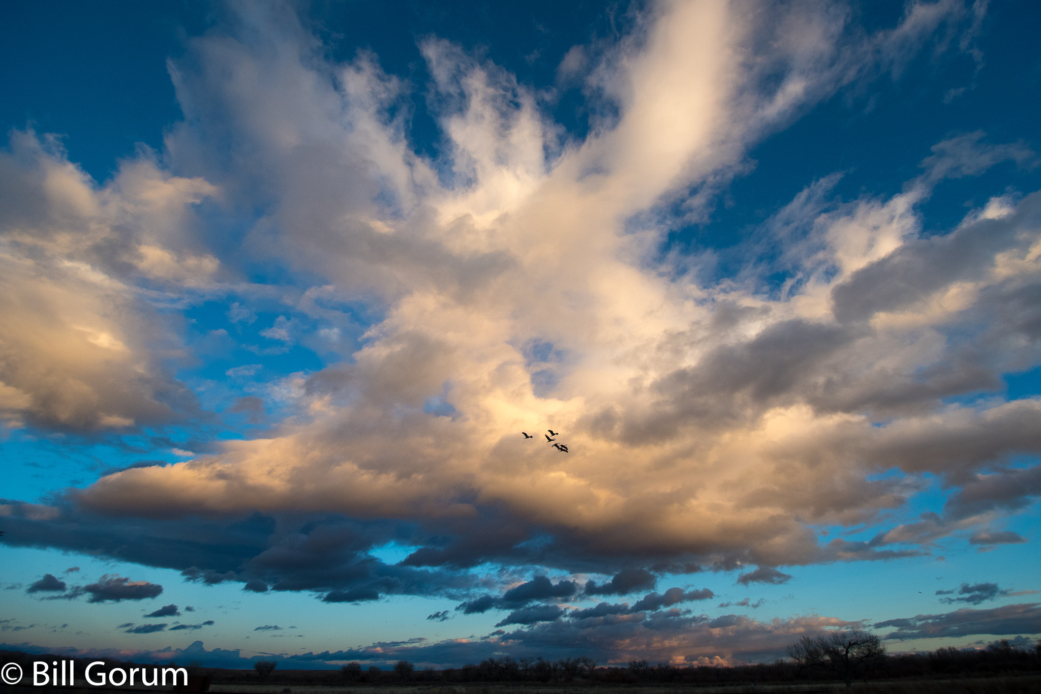 Nikon D500 sample photo. Sandhill cranes flying past a large cloud photography