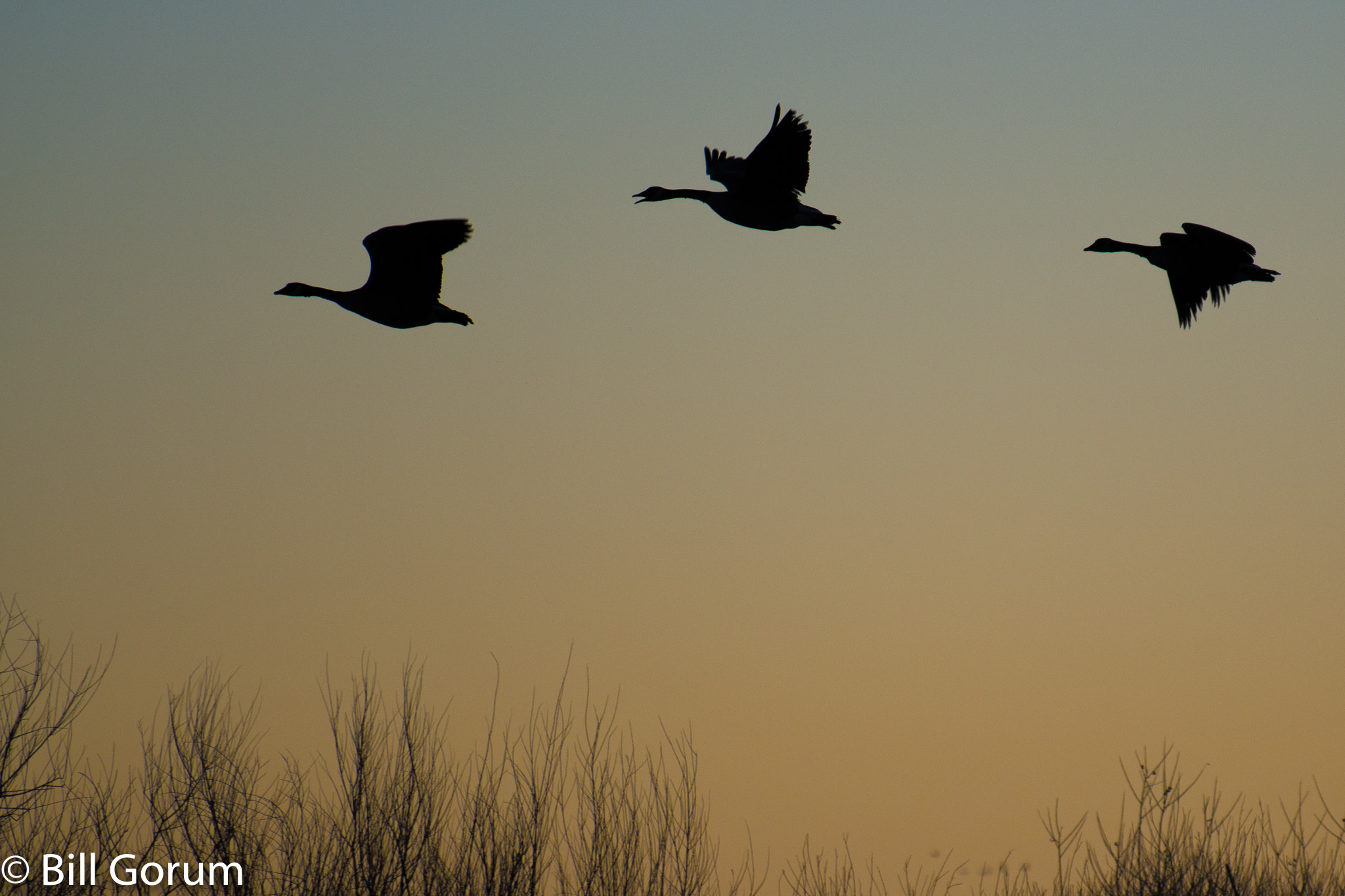 Nikon D500 + Nikon AF-S Nikkor 70-300mm F4.5-5.6G VR sample photo. Canada geese flying. photography